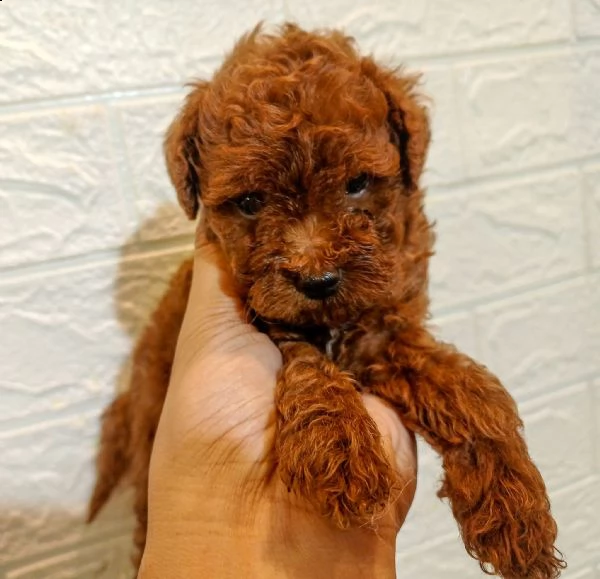 cuccioli di barboncina