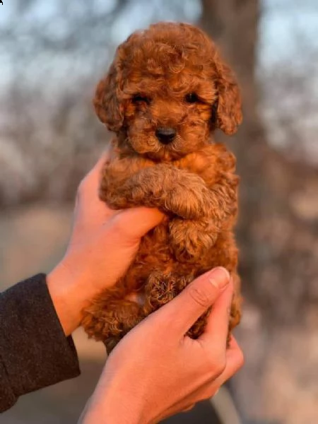 cuccioli barboncini toy | Foto 0