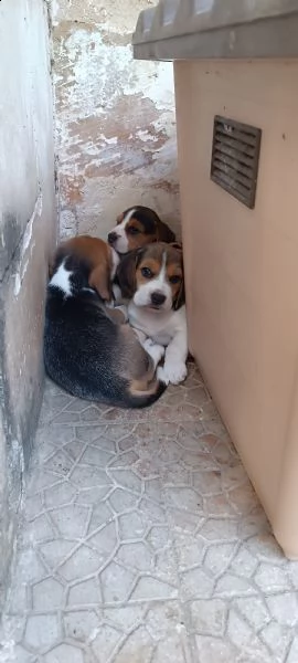 vendo a partire dal 15/10/23 cuccioli di beagle | Foto 0