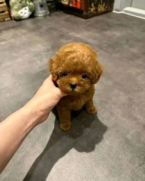 maltese mini toy | Foto 0