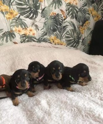 regalo bassotto whatsapp ( 0039 353 317 4023 ) | Foto 1