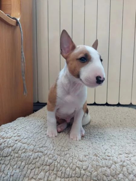 cuccioli di bull terrier miniatura di colore raro | Foto 1