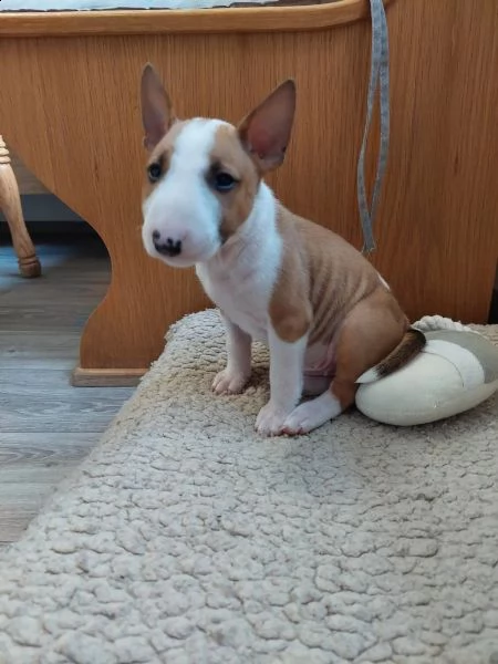 cuccioli di bull terrier miniatura di colore raro | Foto 0