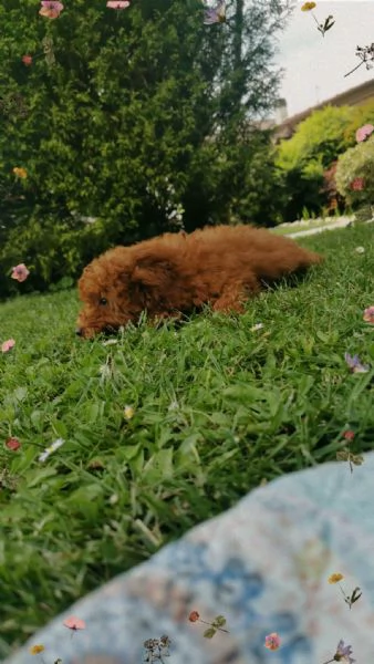 BarboncinoToy red con pedigree Enci