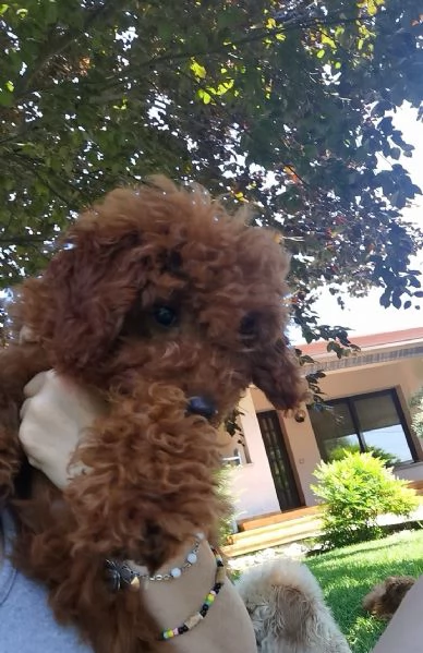 BarboncinoToy red con pedigree Enci | Foto 2