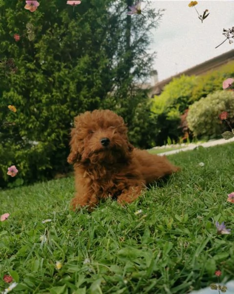 BarboncinoToy red con pedigree Enci | Foto 1