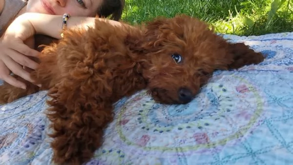 BarboncinoToy red con pedigree Enci | Foto 0