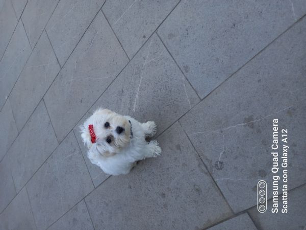 belisimo   cane   malteser  | Foto 0