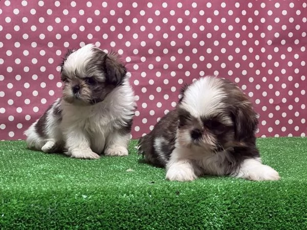regalo cuccioli shih tzu whatsapp ( 0039 353 317 4023 ) | Foto 0