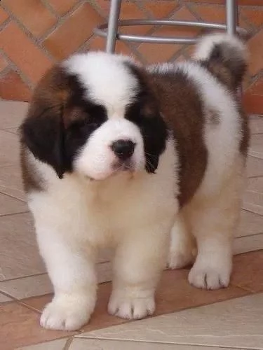  adorabili cuccioli san bernardo femminucce e maschietti disponibili i cuccioli sono vaccinati sverm