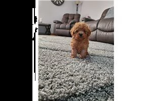 cuccioli di yorkie
