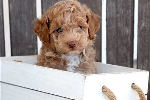 cuccioli di yorkie