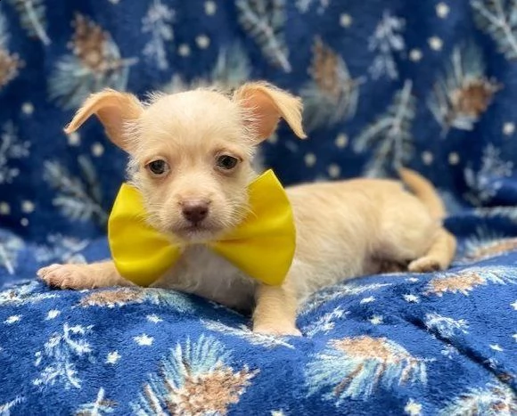 cuccioli di chihuahua in vendita