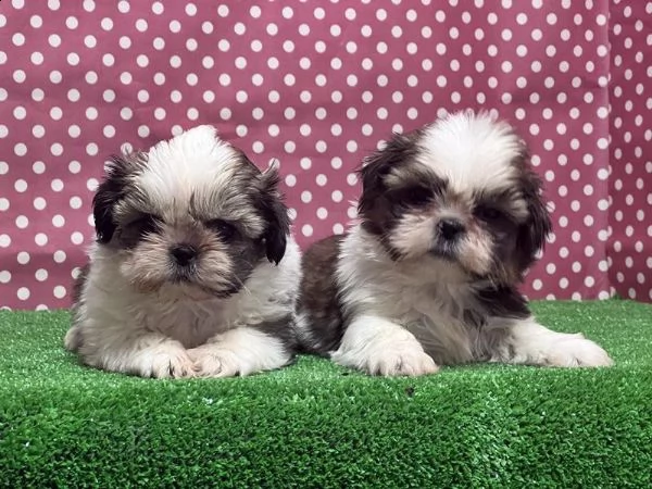 regalo cuccioli shih tzu whatsapp ( 0039 353 317 4023 ) | Foto 2