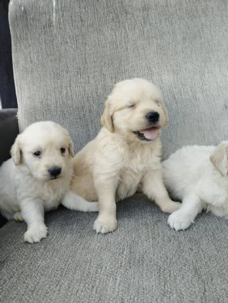 regalo cuccioli golden retriever whatsapp ( 0039 353 317 4023 ) | Foto 0