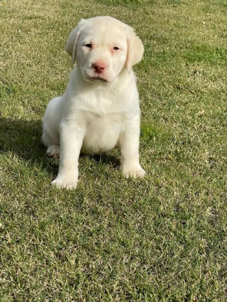 regalo cuccioli di labrador whatsapp ( 0039 353 317 4023 ) | Foto 1