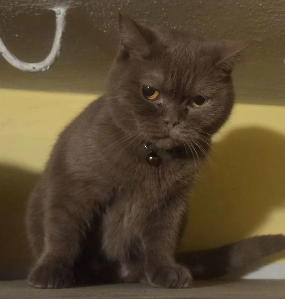 Gatta british short hair | Foto 0