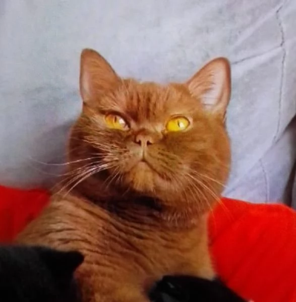 Gatta british short hair