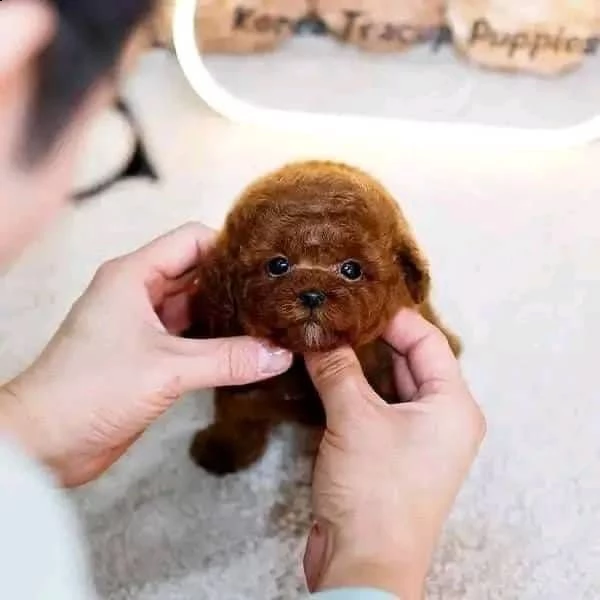 cuccioli barboncino toy