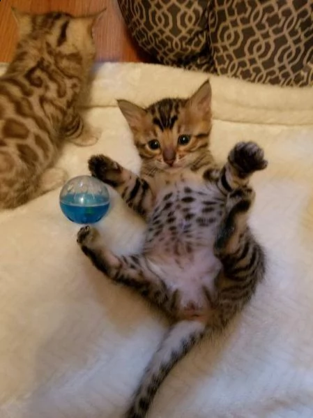 due bellissimi bengala di 3 mesi