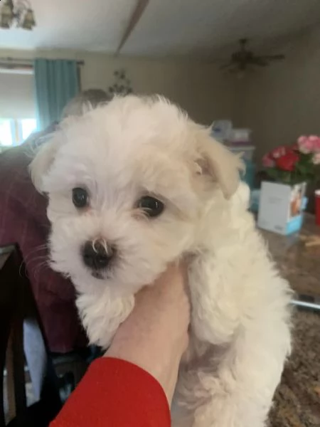 cuccioli carini e adorabili addestrati in casa | Foto 0