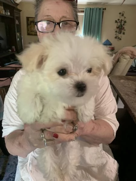 cuccioli carini e adorabili addestrati in casa