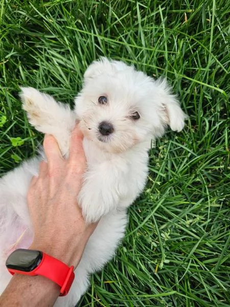 cuccioli maltesi