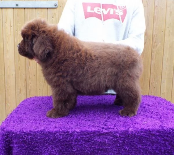 dolcissimi cuccioli terranova