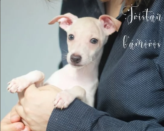 12093cuccioli di razza levriero italiano