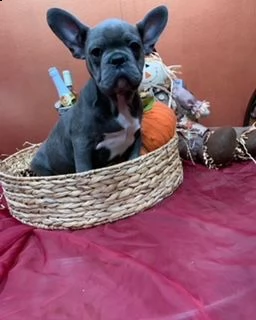 bulldog francese cuccioli esotici disponibili