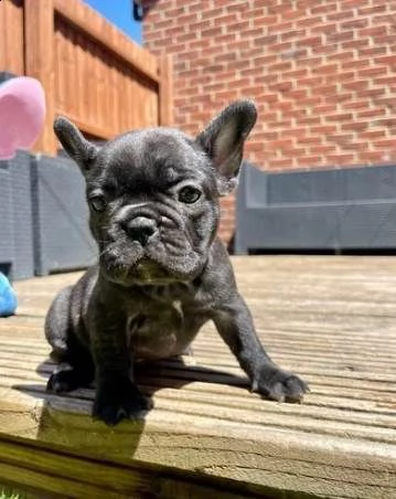bulldog francese cuccioli