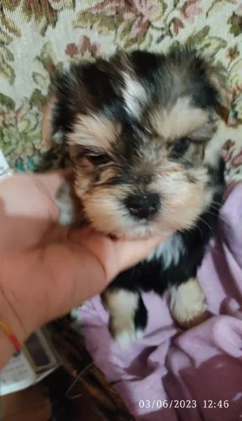 yorkshire toy... cucciolo
