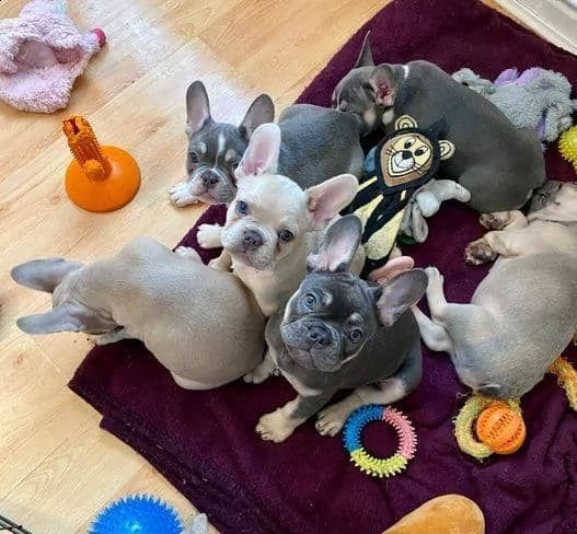regalo di cuccioli di bulldog francesi | Foto 2