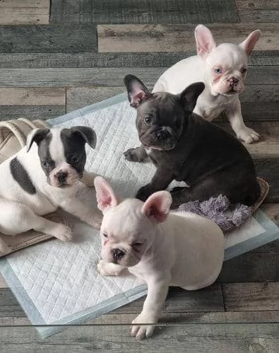 regalo di cuccioli di bulldog francesi