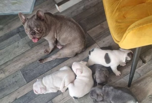 regalo di cuccioli di bulldog francesi | Foto 1