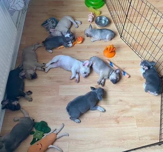 regalo di cuccioli di bulldog francesi | Foto 0
