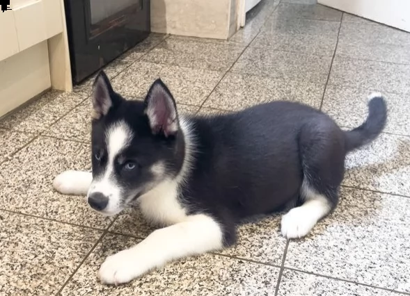 cuccioli siberian husky