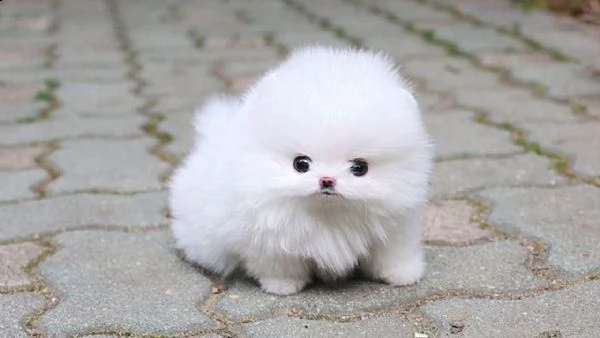 splendidi cuccioli di pomerania teacup