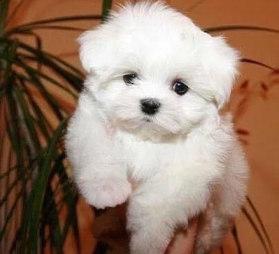  regalo dolci cuccioli maltese per l'adozione abbiamo cuccioli maltese molto felice e sorprendente. 