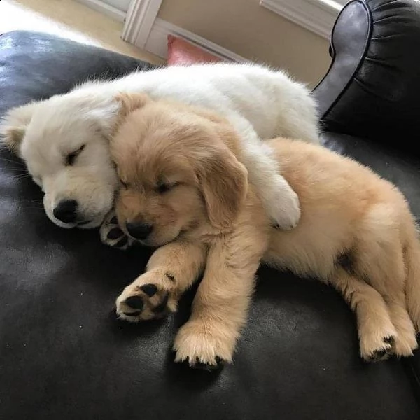  regalo golden retriver cuccioli abbiamo disponibili cuccioli con garanzia,almeno 2 vaccinazioni, mi