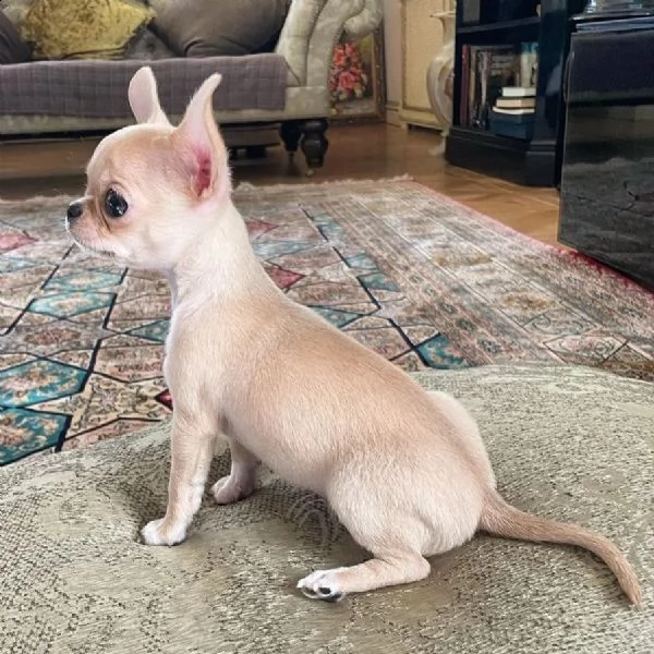 chihuahua puppies for adoption 