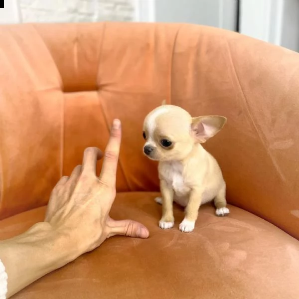 chihuahua puppies for adoption  | Foto 2