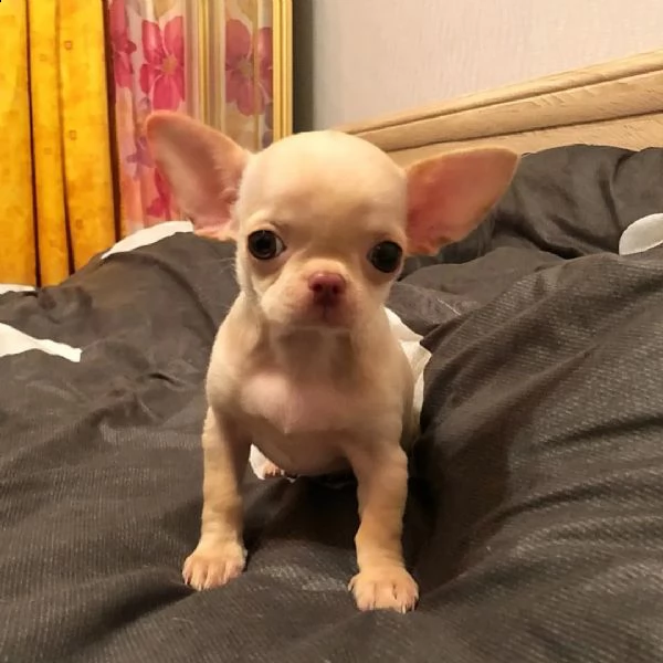 chihuahua puppies for adoption  | Foto 1