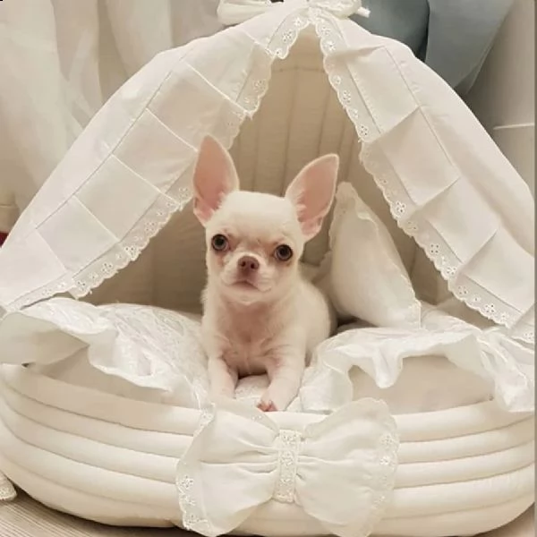 chihuahua puppies for adoption  | Foto 0