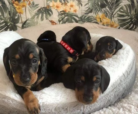 adotta un bassotto whatsapp ( 0039 353 317 4023 ) | Foto 1