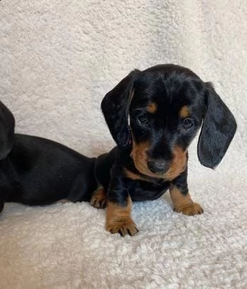 adotta un bassotto whatsapp ( 0039 353 317 4023 ) | Foto 0