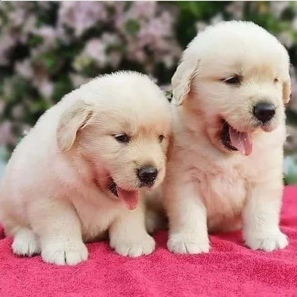 bellissimi cuccioli di golden!!