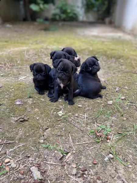 regalo cuccioli di carlino whatsapp ( 0039 353 317 4023 ) | Foto 2