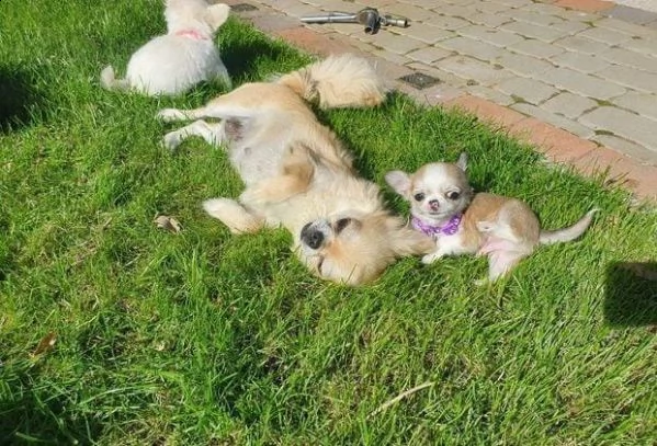 regalo cuccioli di chihuahua whatsapp ( 0039 353 317 4023 ) | Foto 2