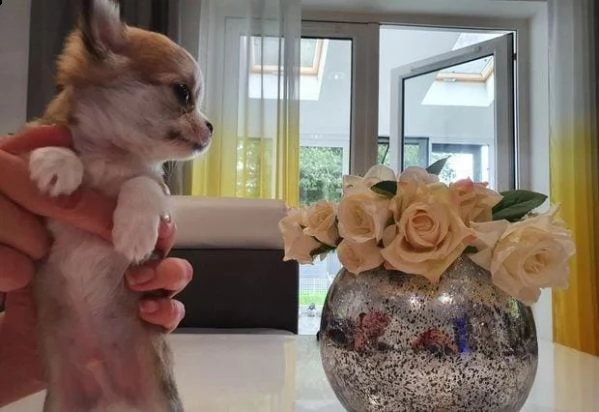 regalo cuccioli di chihuahua whatsapp ( 0039 353 317 4023 ) | Foto 1